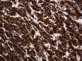 POGK Antibody (clone OTI6D5, Carrier-free)