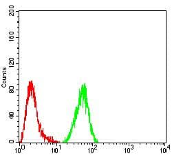 IDH2 Antibody (clone 3E8E9)