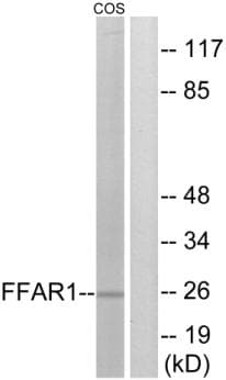 FFAR1 / GPR40 Antibody