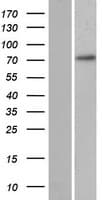 REXO1L1 Protein (Over-Expression Lysate Myc-DDK (Flag))