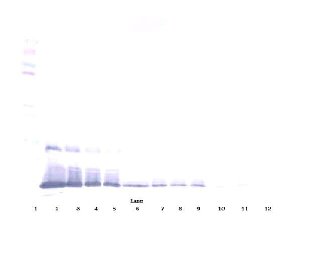 IHC-plus™ Polyclonal Rabbit anti-Human BMP2 Antibody (IHC, WB)