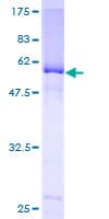 Human NEIL2 Protein (Recombinant GST)