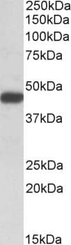 IHC-plus™ Polyclonal Goat anti-Human SDF4 Antibody (aa161-175, IHC, WB)