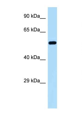 GORASP2 / GRASP55 Antibody (aa379-428)