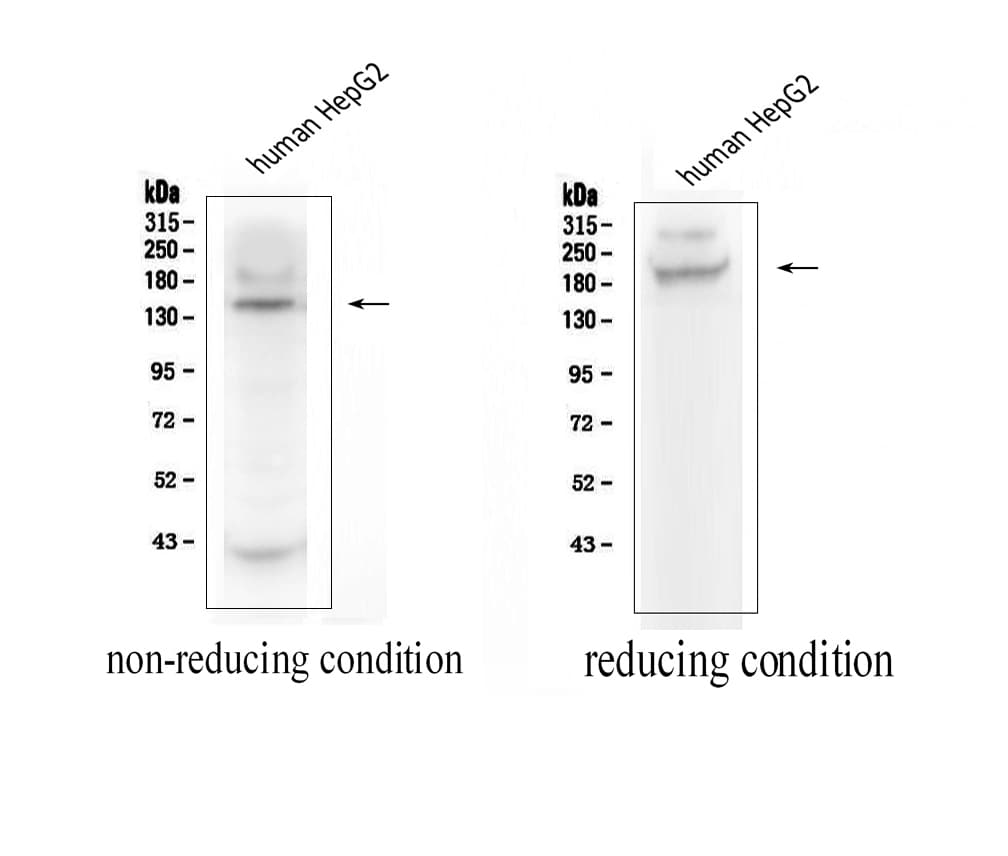 ADAMTS13 Antibody