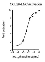 Salmonella typhimurium fliC / Flagellin Protein (Native)