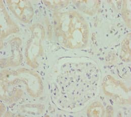 OPA3 Antibody