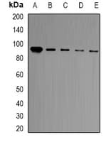BCL11A Antibody