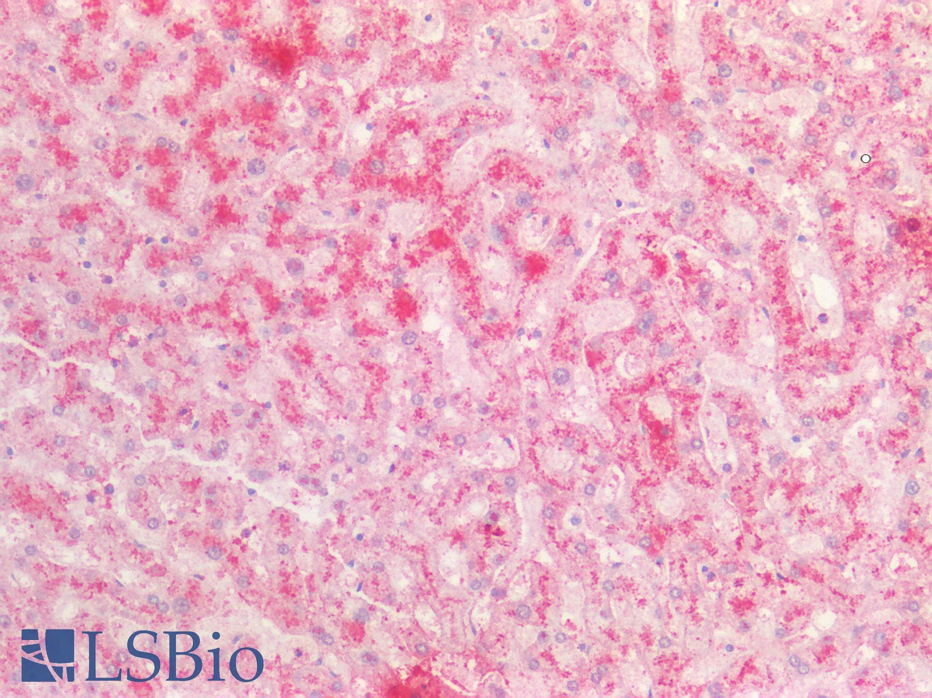 PathPlus™ FGA / Fibrinogen Alpha Antibody