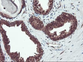 TRAIP / TRIP Antibody (aa67-313, clone OTI2D4, Carrier-free)