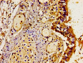 LAMP3 / CD208 Antibody