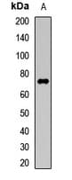 HRG Antibody