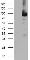 NLN / Neurolysin Antibody (clone OTI3C2)