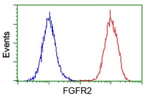 FGFR2 / FGF Receptor 2 Antibody (clone OTI2D1)