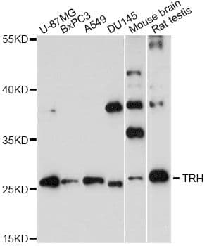 TRH Antibody