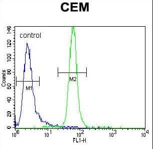 MUSK Antibody (aa70-366)