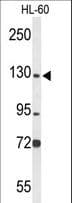 MCM2 Antibody (aa649-677)