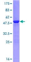 Human C9orf95 / NRK1 Protein (Recombinant GST)