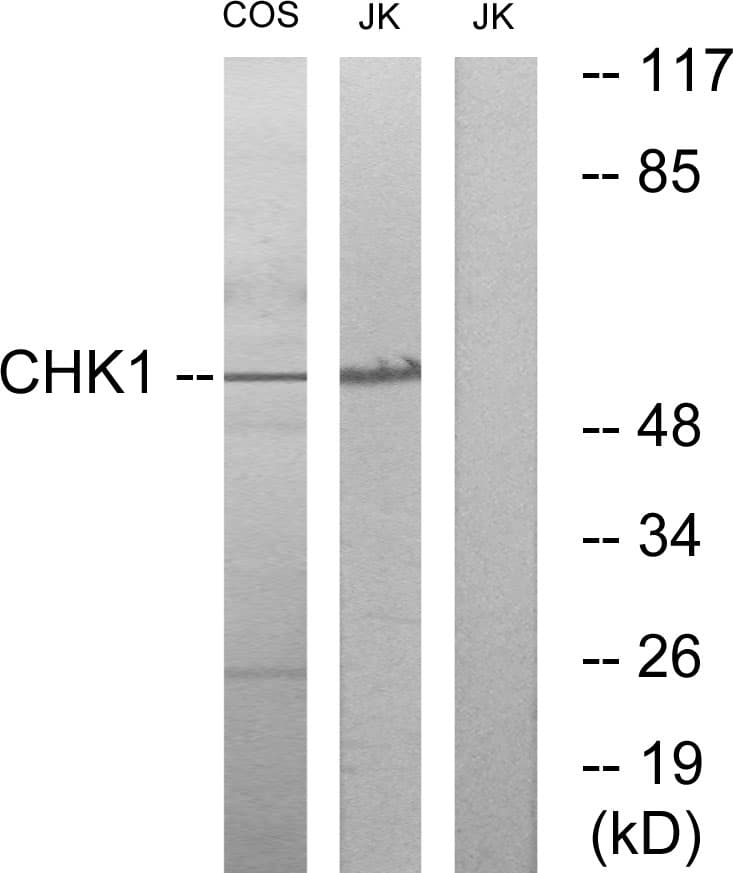 Polyclonal Rabbit anti-Human CHEK1 / CHK1 Antibody (aa256-305, IF, WB)