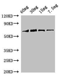 Polyclonal Rabbit anti-Soybean rbcL Antibody (WB)