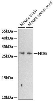 NOG / Noggin Antibody