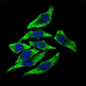 DCTN4 / Dynactin 4 Antibody (aa57-298, clone 3G9D7)
