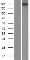 EFCAB5 Protein (Over-Expression Lysate Myc-DDK (Flag))