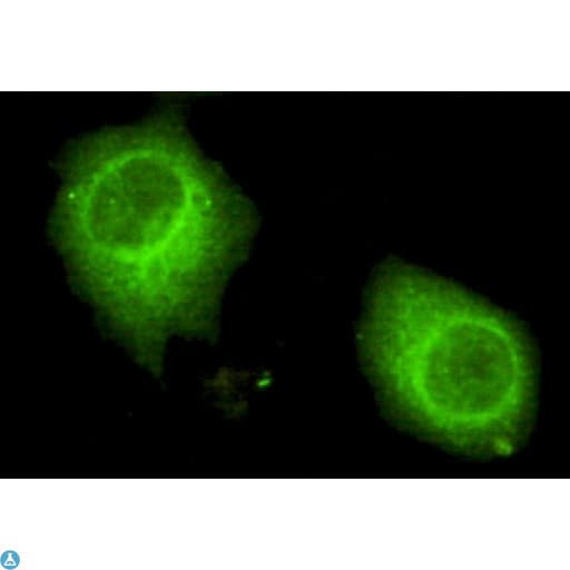 USP7 / HAUSP Antibody