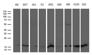 NAF-1 / CISD2 Antibody (clone OTI4E8, Carrier-free)