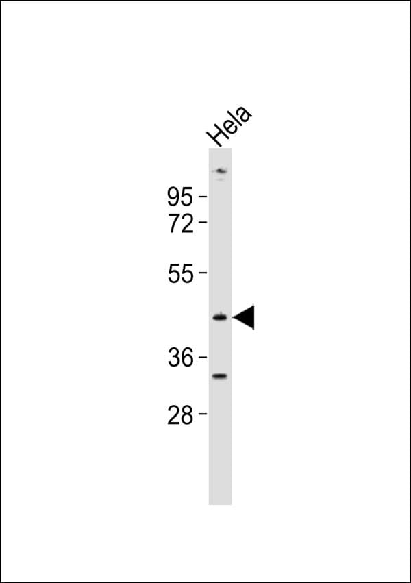 SERPINA5 / PCI Antibody
