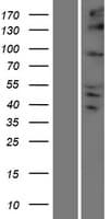 KIFC2 / Kinesin C2 Protein (Over-Expression Lysate Myc-DDK (Flag))