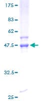 Human RND2 Protein (Recombinant GST)