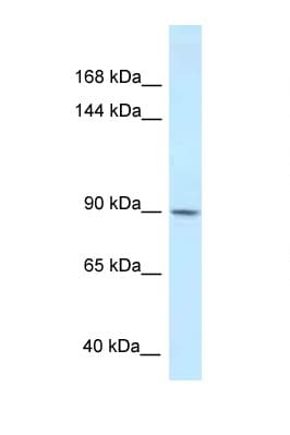 DACT1 / DAPPER Antibody (aa343-392)