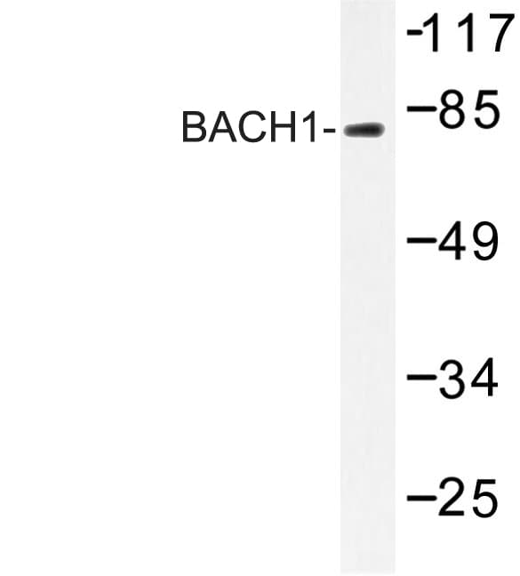 BACH1 Antibody (Leu160)