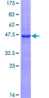 Human CYB5B Protein (Recombinant GST)