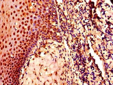CDK2 Antibody