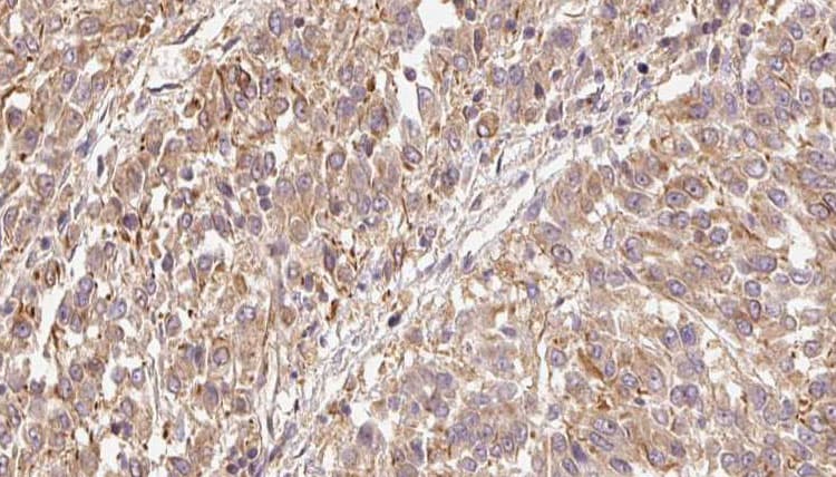 FGF9 Antibody