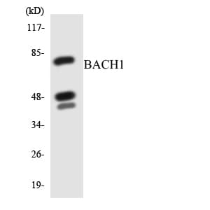 BACH1 Antibody (aa111-160)