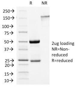 GH / Growth Hormone Antibody (clone GH/1450, Azide-free, BSA-free)