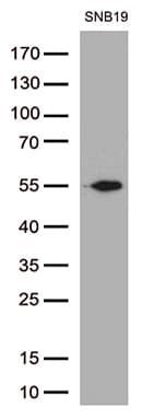 Monoclonal Mouse anti-Human GFAP Antibody (clone UMAB129, IHC, IF, WB)