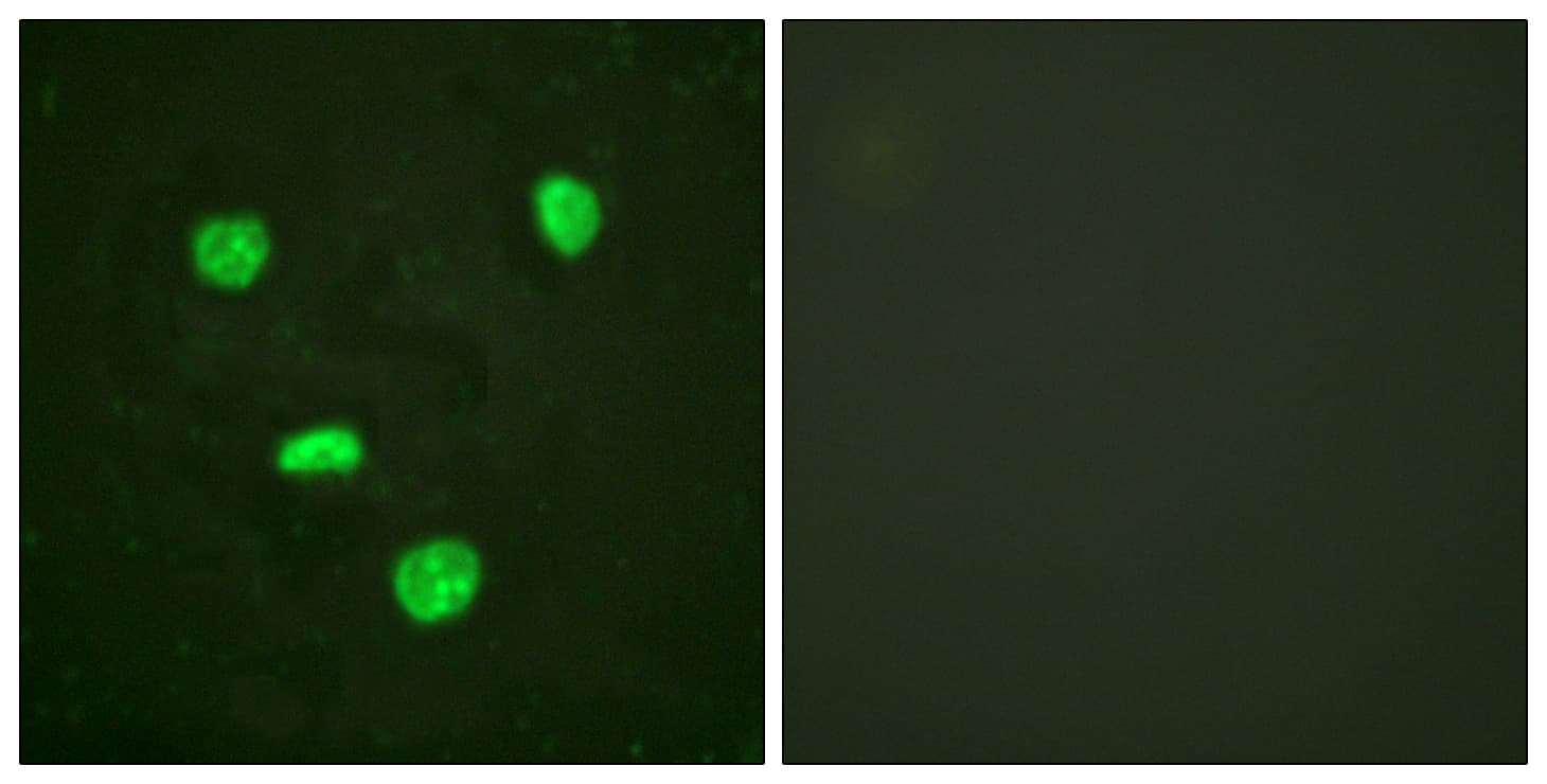 Histone H3.3 Antibody (aa16-65)