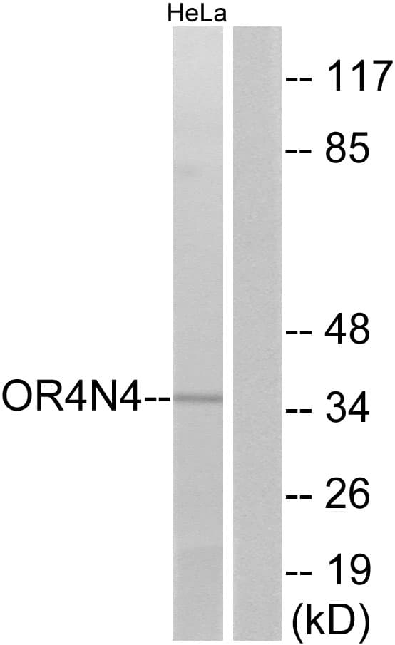 OR4N4 Antibody (aa56-105)