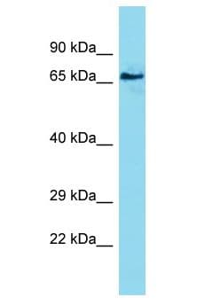 PCDHA6 Antibody (aa21-70)