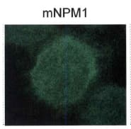 NPM1 / NPM / Nucleophosmin Antibody (C-Terminus, Biotin)