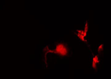 ESPL1 / Separase Antibody