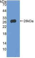 TIGIT Antibody (aa21-234, FITC)
