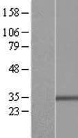 BCL2L14 / BCL-G Protein (Over-Expression Lysate Myc-DDK (Flag))