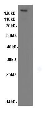 ITGB1 / Integrin Beta 1 / CD29 Antibody