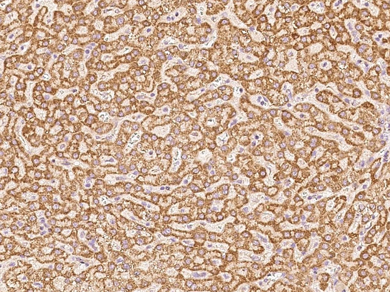 COX17 Antibody (Preservative Free)