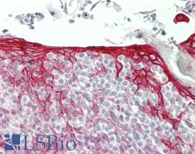 IHC-plus™ Polyclonal Rabbit anti-Human Niban-Like Protein 1 Antibody (aa683-733, IHC, WB)